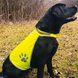 korntex safety vest for dogs